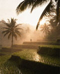 Bali hors cadre