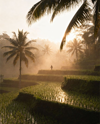 Bali hors cadre